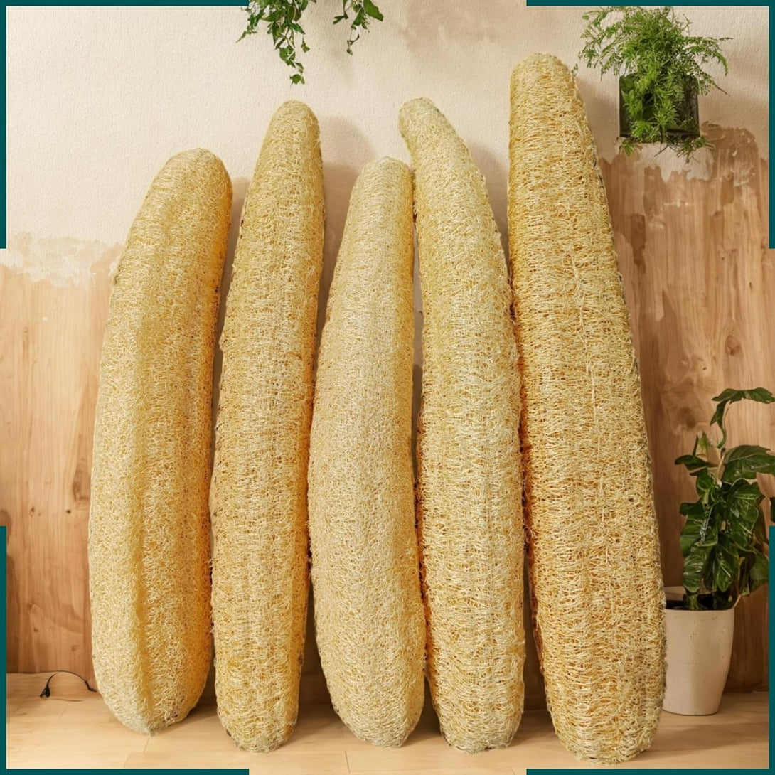 5 Pcs (14 – 16 Inches) Natural Loofah Sponge | Organic Loofah | Shower Loofah Exfoliating Body Scrubber | Bath for Loofah for Men and Women | (5 - Pack)