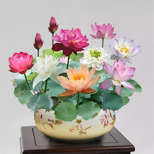 30+ Pcs Bonsai Bowl Lotus Seeds, Water Lily Flower Plant Seed Flowering Aquatic Fresh Garden Seeds for Pond Home Planting Ornamental(Mixed Color)