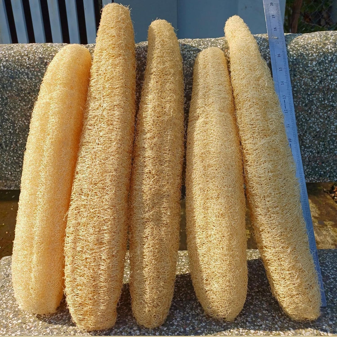 5 Pcs (14 – 16 Inches) Natural Loofah Sponge | Organic Loofah | Shower Loofah Exfoliating Body Scrubber | Bath for Loofah for Men and Women | (5 - Pack)
