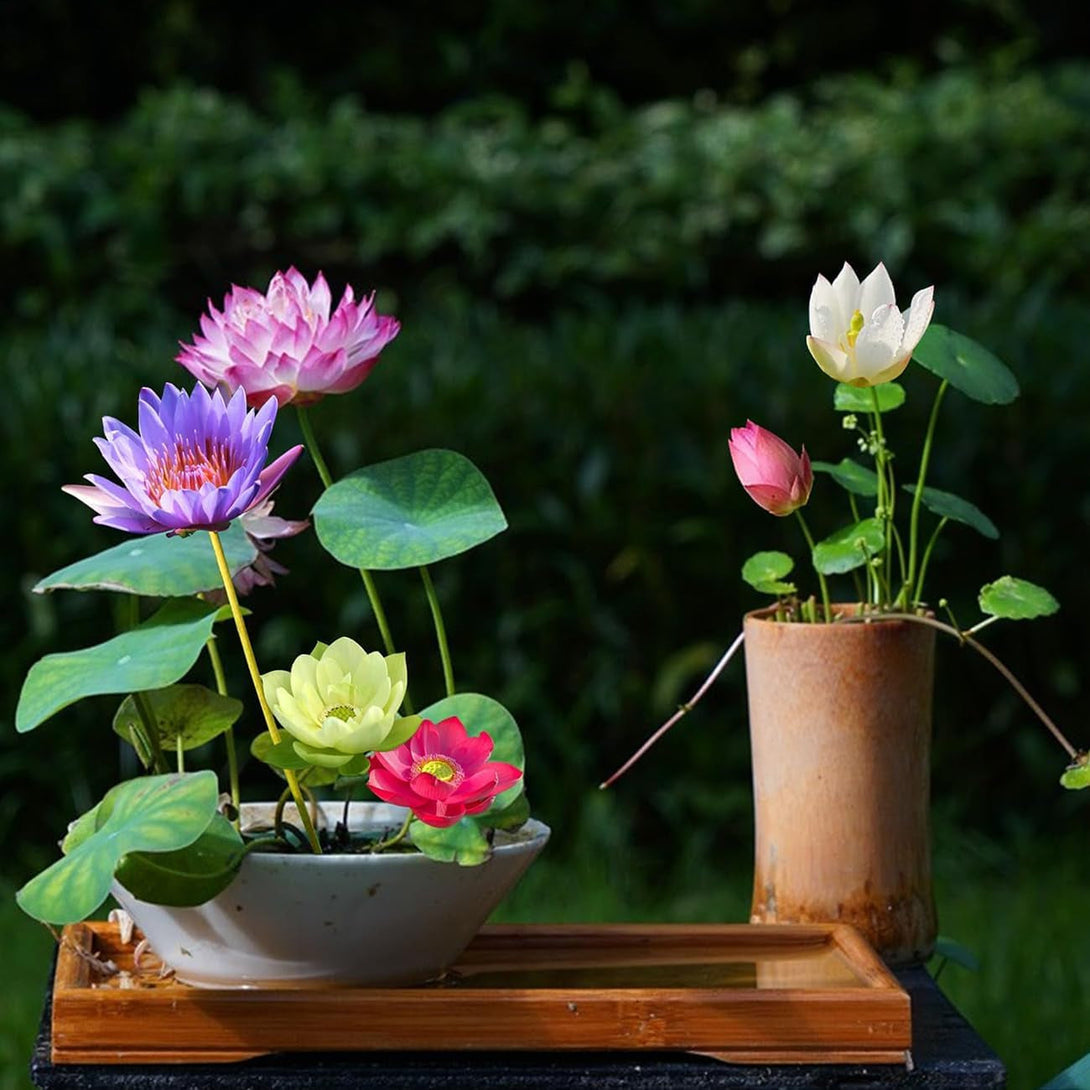 30+ Pcs Bonsai Bowl Lotus Seeds, Water Lily Flower Plant Seed Flowering Aquatic Fresh Garden Seeds for Pond Home Planting Ornamental(Mixed Color)