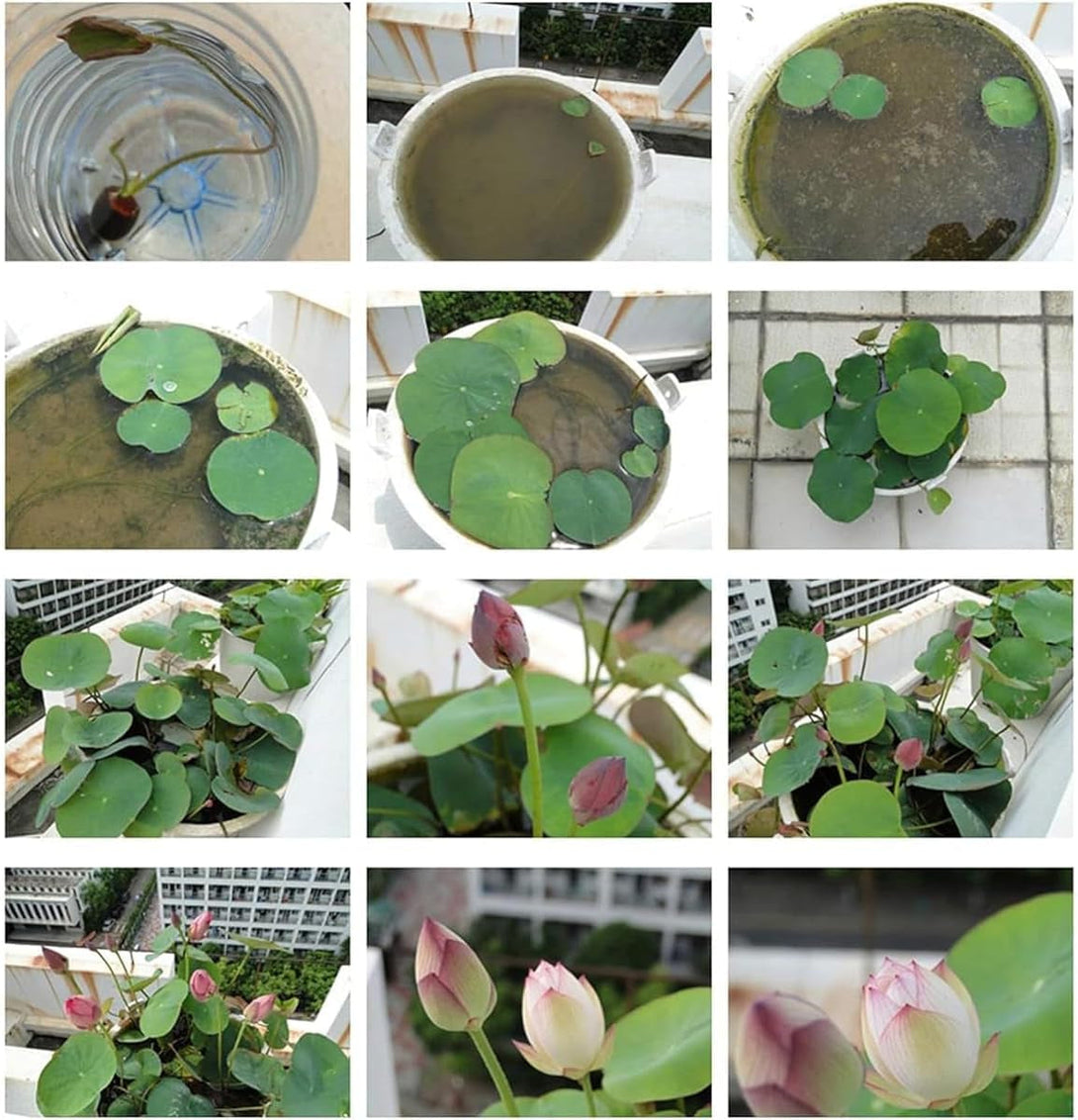 30+ Pcs Bonsai Bowl Lotus Seeds, Water Lily Flower Plant Seed Flowering Aquatic Fresh Garden Seeds for Pond Home Planting Ornamental(Mixed Color)