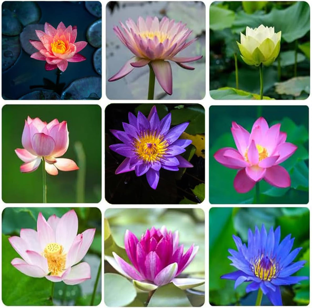 30+ Pcs Bonsai Bowl Lotus Seeds, Water Lily Flower Plant Seed Flowering Aquatic Fresh Garden Seeds for Pond Home Planting Ornamental(Mixed Color)