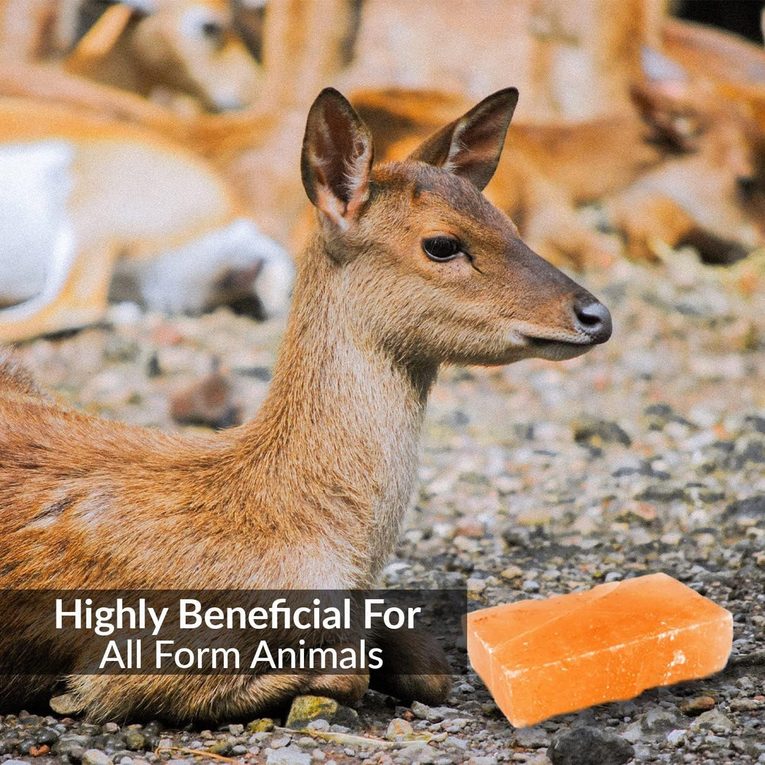100% Natural Himalayan Rock Deer Salt Block - Animal Licking Mineral Salt Block, Natural Feed Salts Blocks, 5 Lbs, 2X4X8 Inch, Pack of 1