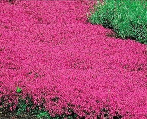20000+ Red Creeping Thyme Seeds Ground Cover Plant Seeds Perennial- Non-Gmo Heirloom Flower Creeping Thyme Seeds for Pla