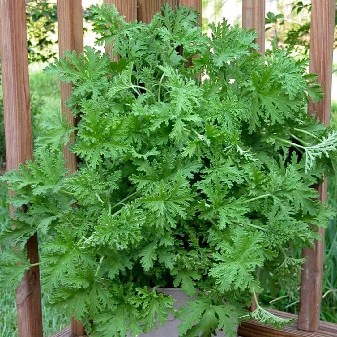 1500 Citronella Plant Seeds Citronella Plant Seeds Home Heirloom Garden Perennial Plant Seeds for Planting