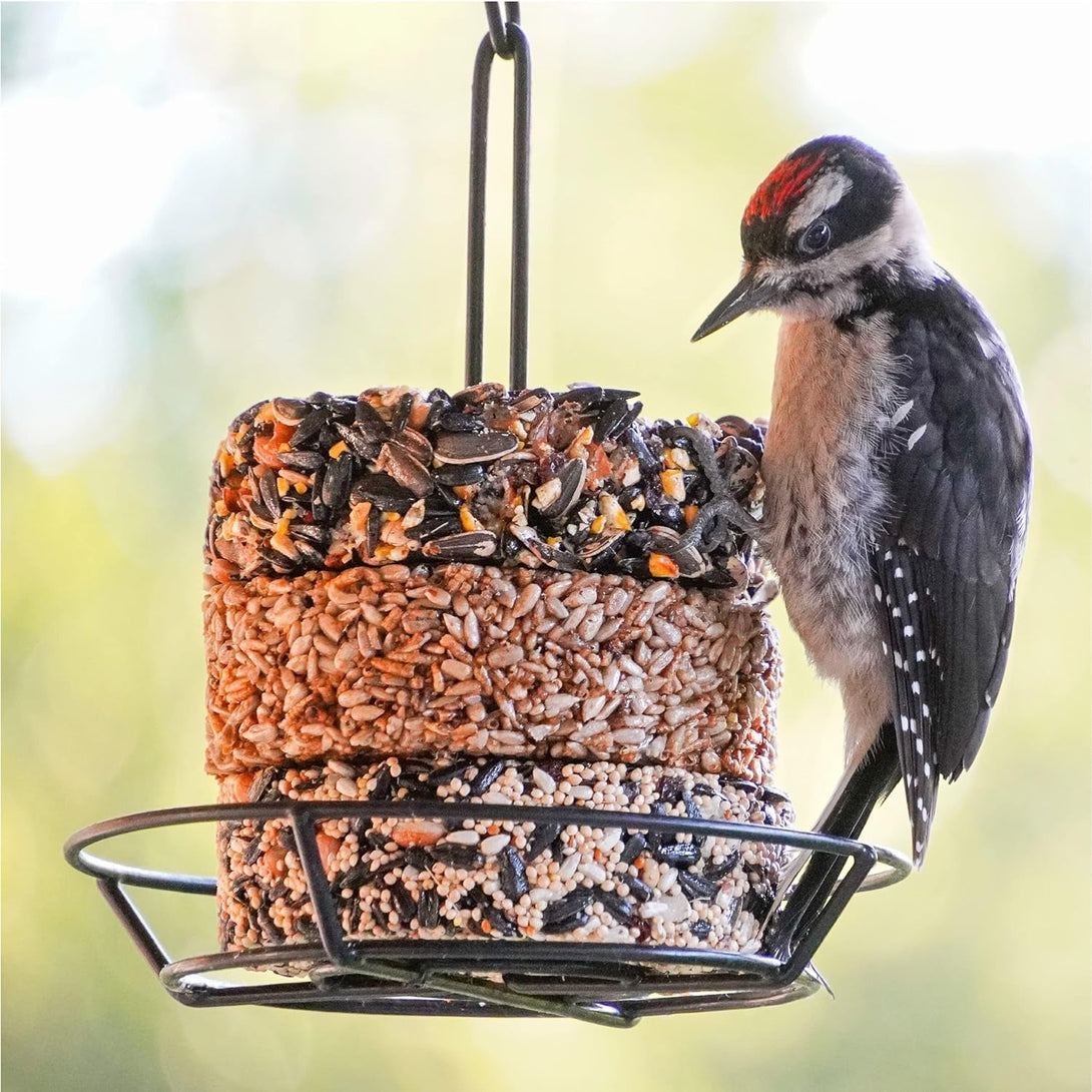 Audubon Park Nut & Fruit Snack Stack Wild Bird Food, Bird Seed Cake for outside Feeders, 6-Pack