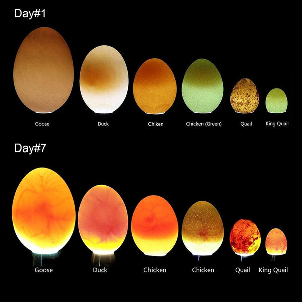 Egg Candler, Egg Incubator Lightã2025 Upgraded Chargerã Egg Candler Candling Checker Light for Chicken Quail Dark Canary Pigeon All Eggs Battery