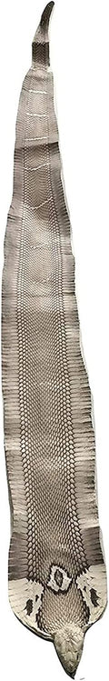 Cobra Snake Skin Snake Leather Hide Splitting Snakeskin with Head Cobra Taxidermy Real Snake Hide Natural 55 Length X5.5 Width Inches One Piece