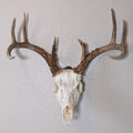 Easy European Mount Skull Hanger - Made in the USA with American Steel - Whitetail Deer Skull Hook Mounting System - Euro Mount Kit - Quick