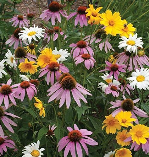 Dirt Goddess Super Seeds~ All Perennial Wildflower Seed Mix (1 LB) 375,000 Seeds