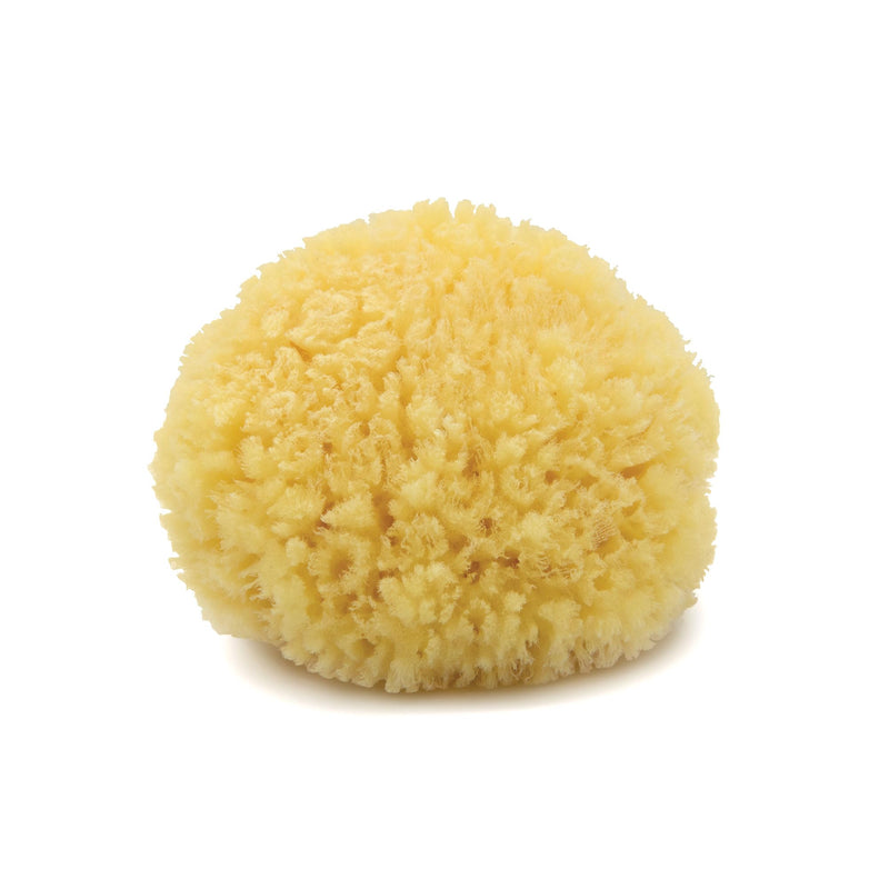 Neptune Caribbean Sea Sponge, Medium, Approx. 5-6 Inches