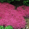 20000+ Red Creeping Thyme Seeds Ground Cover Plant Seeds Perennial- Non-Gmo Heirloom Flower Creeping Thyme Seeds for Planting