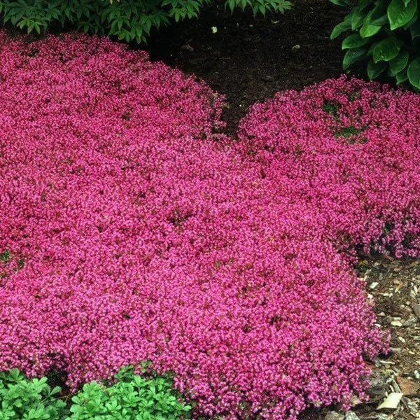 20000+ Red Creeping Thyme Seeds Ground Cover Plant Seeds Perennial- Non-Gmo Heirloom Flower Creeping Thyme Seeds for Planting