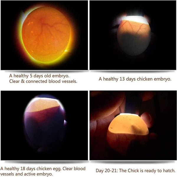Egg Candler, Egg Incubator Lightã2025 Upgraded Chargerã Egg Candler Candling Checker Light for Chicken Quail Dark Canary Pigeon All Eggs Battery