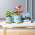 Gepege Ceramic Pots for Plants, Rainbow Pearl Glaze Planter with Drainage Hole, 6.0 Inch+5.0 Inch+4.0 Inch. Indoor-Outdoor Large round Succulent