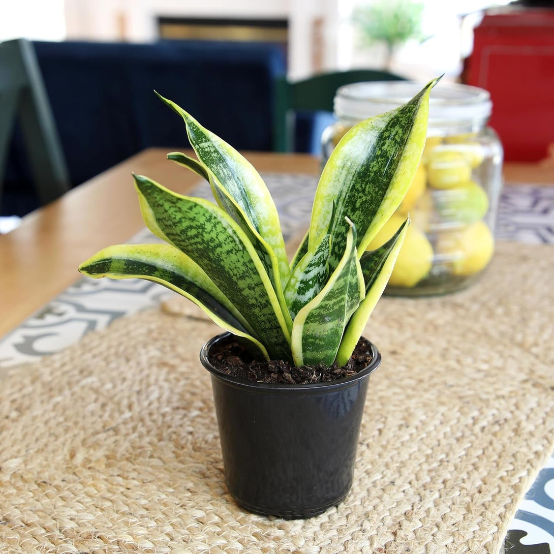 Altman Plants, Live Snake Plant, Sansevieria Trifasciata Superba, Fully Rooted Indoor House Plant in Pot, Mother in Law Tongue Sansevieria Plant, Potted Succulent Plant, Houseplant in Potting Soil