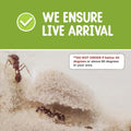 Live Ant Farm Ants (1 Tube of Ants) plus Ant Book- Bundle