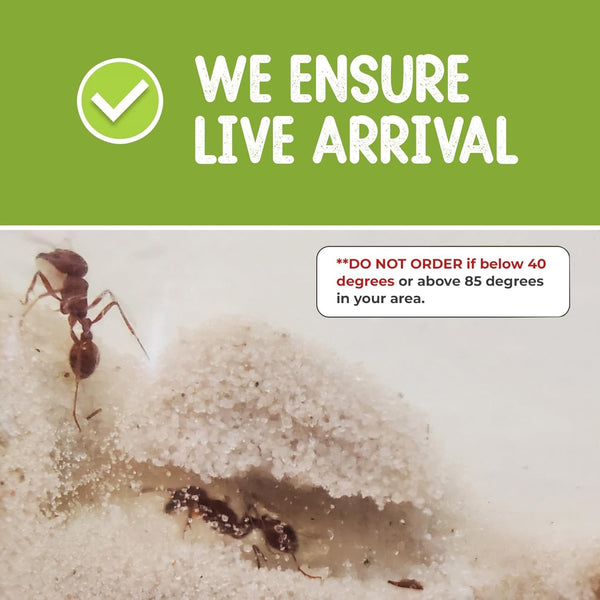 Live Ant Farm Ants (1 Tube of Ants) plus Ant Book- Bundle