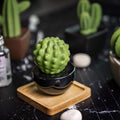 Frank Cactus, Non-Electric Ceramic Diffusers for Essential Oils and Aromatherapy Fragrance, White Ceramic Diffusers in Car or Desk Office Decor