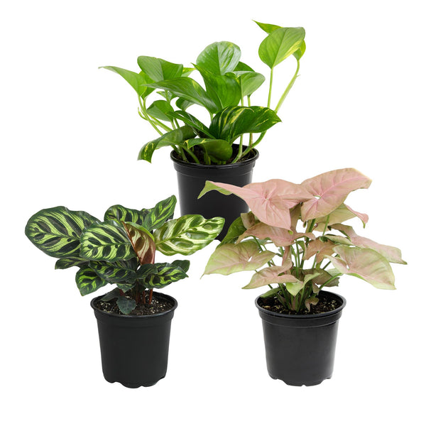Essential Houseplant Collection (3PK) Live Plants Indoor Plants Live Houseplants in Plant Pots, Easy House Plants Indoors Live, Snake Plant,