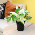 Essential Houseplant Collection (3PK) Live Plants Indoor Plants Live Houseplants in Plant Pots, Easy House Plants Indoors Live, Snake Plant,