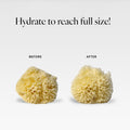 LATHER - Natural Sea Wool Sponge, 4-5" - Organic Exfoliating Body Scrubber - Soft, Gentle Cleansing - Hypoallergenic - All Skin Types - Florida