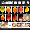 Egg Candler, Egg Incubator Lightã2025 Upgraded Chargerã Egg Candler Candling Checker Light for Chicken Quail Dark Canary Pigeon All Eggs Battery