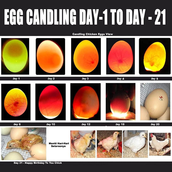Egg Candler, Egg Incubator Lightã2025 Upgraded Chargerã Egg Candler Candling Checker Light for Chicken Quail Dark Canary Pigeon All Eggs Battery