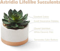 Artificial Succulent Plants in Ceramic Pots, Faux Assorted Succulents Fake Cactus Plants for Home Decor, Bedroom, Office, Desk, Living Room, Set
