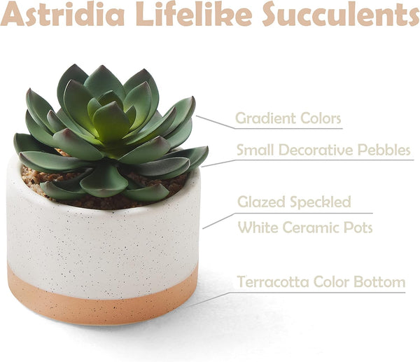 Artificial Succulent Plants in Ceramic Pots, Faux Assorted Succulents Fake Cactus Plants for Home Decor, Bedroom, Office, Desk, Living Room, Set