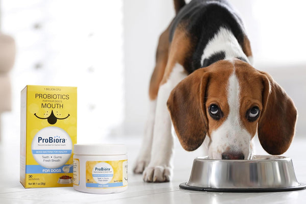 Probiora for Dogs | Dog Probiotic Supplement for Oral Care | Pet Probiotics to Reduce Bad Breath | Dog Nutritional Supplement for Dental Health |