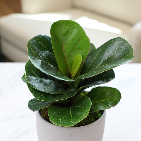 Essential Houseplant Collection (3PK) Live Plants Indoor Plants Live Houseplants in Plant Pots, Easy House Plants Indoors Live, Snake Plant,