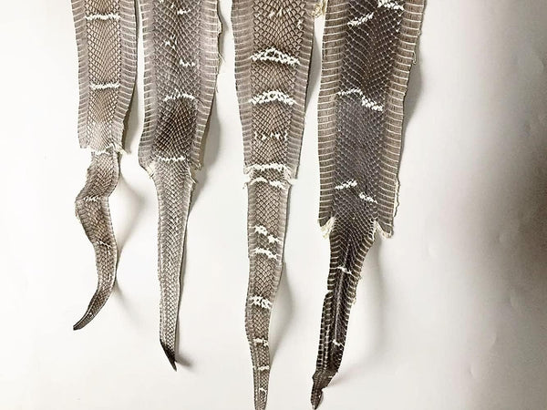 Cobra Snake Skin Snake Leather Hide Splitting Snakeskin with Head Cobra Taxidermy Real Snake Hide Natural 55 Length X5.5 Width Inches One Piece