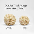 LATHER - Natural Sea Wool Sponge, 4-5" - Organic Exfoliating Body Scrubber - Soft, Gentle Cleansing - Hypoallergenic - All Skin Types - Florida