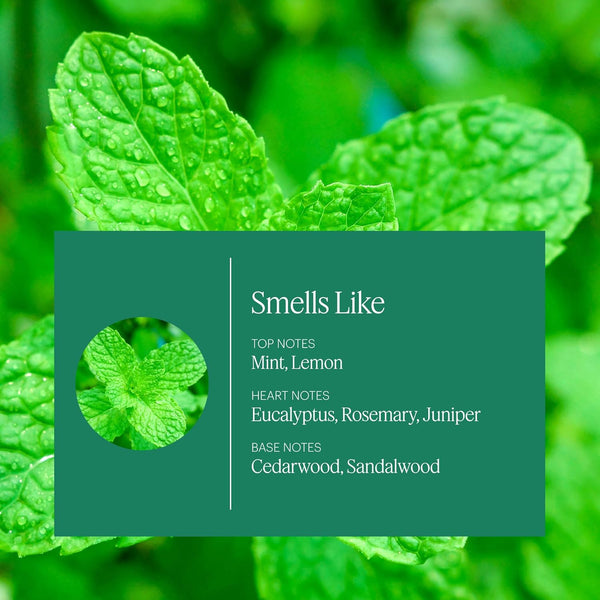 Aera Mini Home Hygiene Mint and Eucalyptus - Essential Oil for Home - Relaxing Fragrance - Notes of Orange Peel, Spearmint and Eucalyptus - Scent