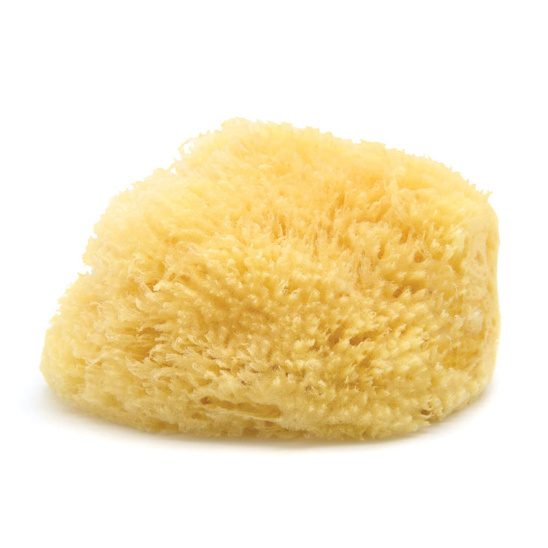Neptune Caribbean Sea Sponge, Extra Extra Large, Approx. 8-9 Inches