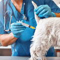 Weewooday 3 Set AI Artificial Insemination Dog Breeding Kit Artificially Inseminate Kit Disposable Canine Cones Dog Semen Collection Bag for