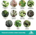 Essential Houseplant Collection (3PK) Live Plants Indoor Plants Live Houseplants in Plant Pots, Easy House Plants Indoors Live, Snake Plant,