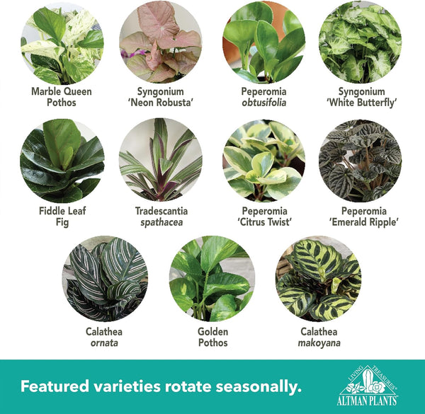 Essential Houseplant Collection (3PK) Live Plants Indoor Plants Live Houseplants in Plant Pots, Easy House Plants Indoors Live, Snake Plant,