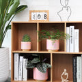 Gepege Pink Indoor Plant Pots for Plants, Ceramic Planter with Drainage Hole, 6.0 Inch+5.0 Inch+4.0 Inch. Succulent Orchid Flower Pot - Rainbow