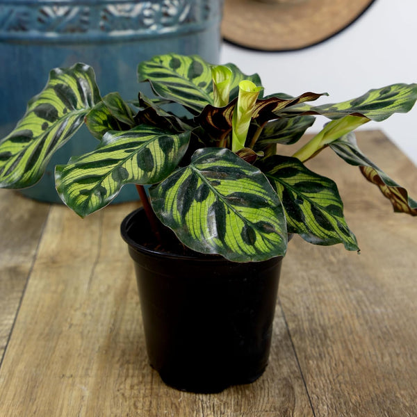 Essential Houseplant Collection (3PK) Live Plants Indoor Plants Live Houseplants in Plant Pots, Easy House Plants Indoors Live, Snake Plant,