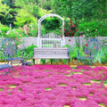 20000+ Red Creeping Thyme Seeds Ground Cover Plant Seeds Perennial- Non-Gmo Heirloom Flower Creeping Thyme Seeds for Planting
