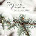 Thymes Frasier Fir Candles - Statement Collection - Silver with Pine Needle Design - Scented Candles for Home Decor - Notes of Siberian Fir