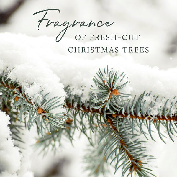 Thymes Frasier Fir Candles - Statement Collection - Silver with Pine Needle Design - Scented Candles for Home Decor - Notes of Siberian Fir