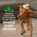 Greenies Original Petite Natural Dental Care Dog Treats, 6 Oz. Pouch (10 Treats)