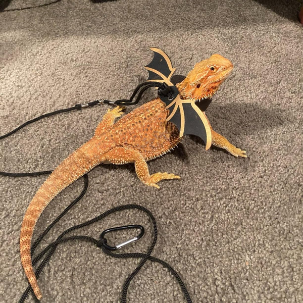 3 Size Pack Bearded Dragon Leashes and Harnesses, Bearded Dragon Harness, Soft Leather Detachable Adjustable Reptile Lizard Wing Leash (Black)