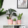 Gepege Pink Indoor Plant Pots for Plants, Ceramic Planter with Drainage Hole, 6.0 Inch+5.0 Inch+4.0 Inch. Succulent Orchid Flower Pot - Rainbow