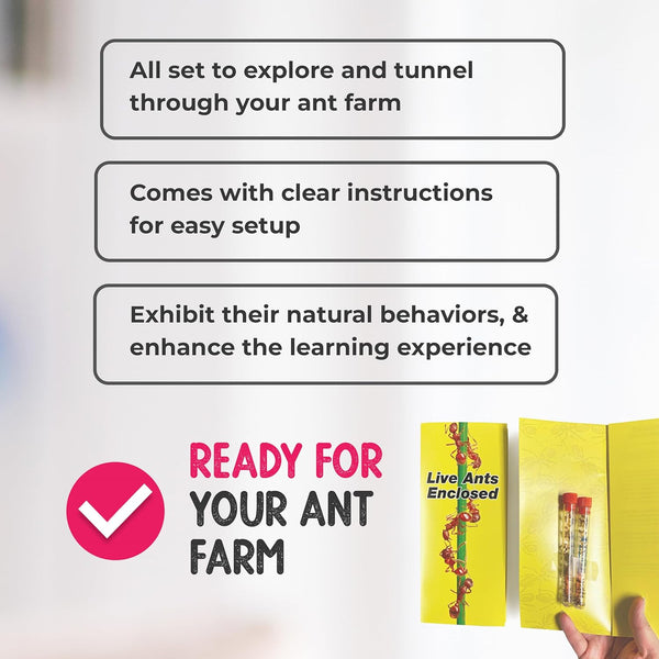 Live Ant Farm Ants (1 Tube of Ants) plus Ant Book- Bundle