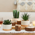 Artificial Succulent Plants in Ceramic Pots, Faux Assorted Succulents Fake Cactus Plants for Home Decor, Bedroom, Office, Desk, Living Room, Set