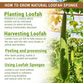 Natural Vietnamese Loofah Sponge, 100% Plant-Based Luffa Exfoliating Body Scrubber for Shower, Multi-Functional for Kitchen, Ideal for Men &
